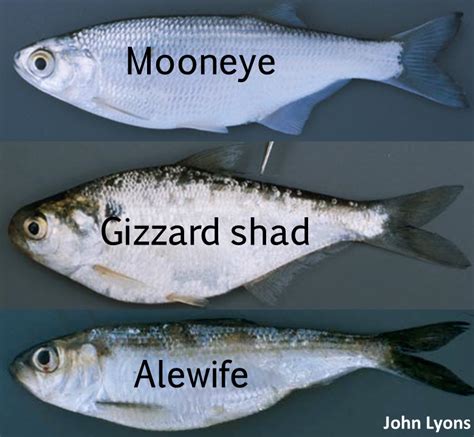 alewife vs gizzard shad.